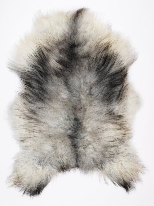 NV00081